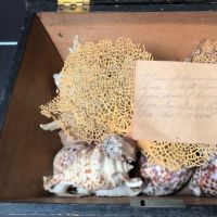 1840s Shell Collection in Victorian Decoupage Sarcophagus Box 13.jpg