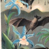 1880 Chromolithograph of Bats Plate IV Cheiroptera 7.jpg