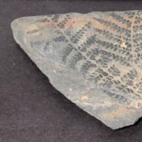 Fossil of Pecopteris Miltoni Coal Fern 4.jpg
