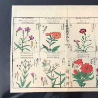 Japanese Herbal Botanical Medical Pages 13.jpg