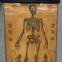 Lambert Skeleton Medical Pulldown 10.jpg