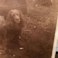 Madsen New York Photographer Young Girl with Her Dog Cabinet Card 8.jpg