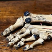 Medical Specimen Human Foot witih Hand Painted Labels 3.jpg