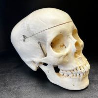 Medical Specimen Skull 1.jpg