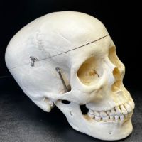 Medical Specimen Skull 14.jpg