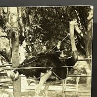 Ostrich Farm in Pasadena California Real Photographic Postcard 4.jpg