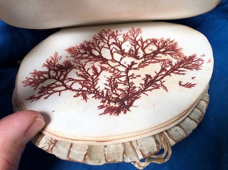 Victorian Era Scallop Shell Book with Pressed Flowers 11.jpg