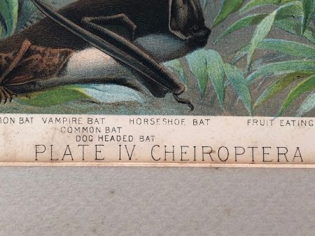 1880 Chromolithograph of Bats Plate IV Cheiroptera 9.jpg
