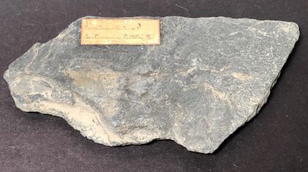 Fossil of Pecopteris Miltoni Coal Fern 6.jpg