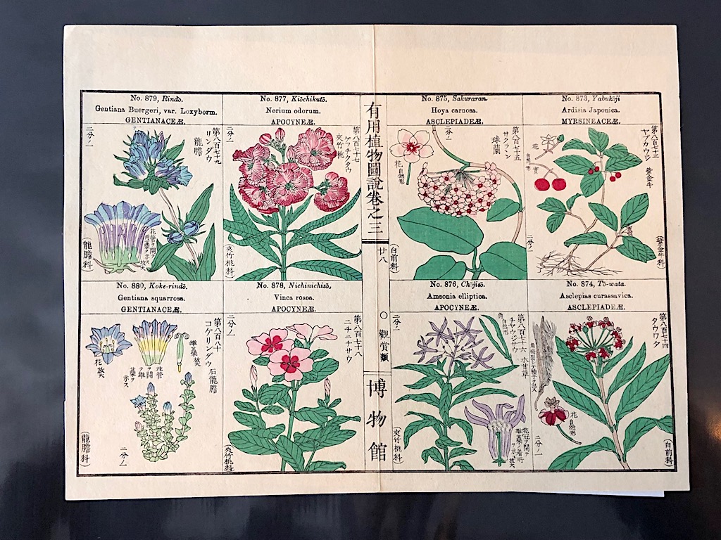 Japanese Herbal Botanical Medical Pages 15.jpg