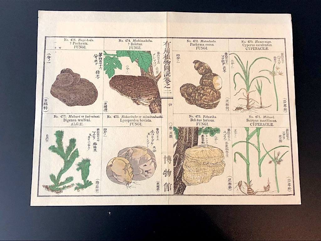Japanese Herbal Botanical Medical Pages 2.jpg