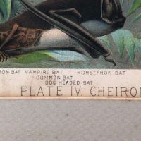 1880 Chromolithograph of Bats Plate IV Cheiroptera 9.jpg