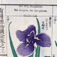 Chinese Herbal Flower Pages 12.jpg