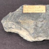 Fossil of Pecopteris Miltoni Coal Fern 6.jpg (in lightbox)