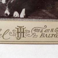Hebbel Baltimore Photographer Cabinet Card Old Man Reading Wtih Dog 3 (in lightbox)