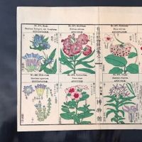 Japanese Herbal Botanical Medical Pages 15.jpg