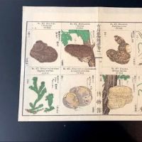 Japanese Herbal Botanical Medical Pages 2.jpg
