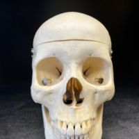 Medical Specimen Skull 3.jpg