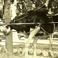 Ostrich Farm in Pasadena California Real Photographic Postcard 6.jpg