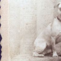 Schutte Baltimore Photographer Cabinet Card Young Boy with His Dog on Table 8.jpg