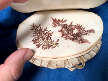 Victorian Era Scallop Shell Book with Pressed Flowers 13.jpg