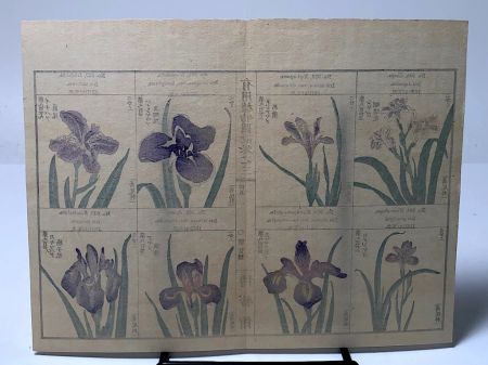 Chinese Herbal Flower Pages 13.jpg