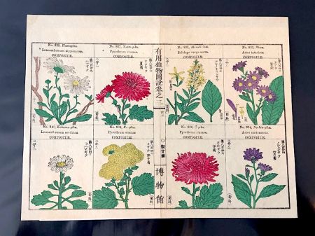Japanese Herbal Botanical Medical Pages 16.jpg