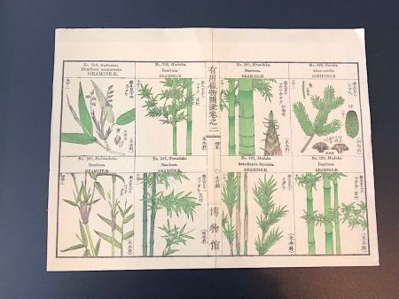 Japanese Herbal Botanical Medical Pages 3.jpg