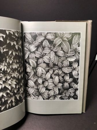 Rimantas Dichavicius Blossoms Among Blossoms Hardback 1989 13.jpg