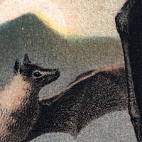 1880 Chromolithograph of Bats Plate IV Cheiroptera 10.jpg