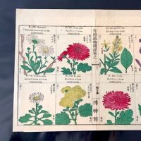 Japanese Herbal Botanical Medical Pages 16.jpg (in lightbox)