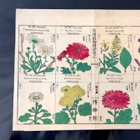 Japanese Herbal Botanical Medical Pages 16.jpg