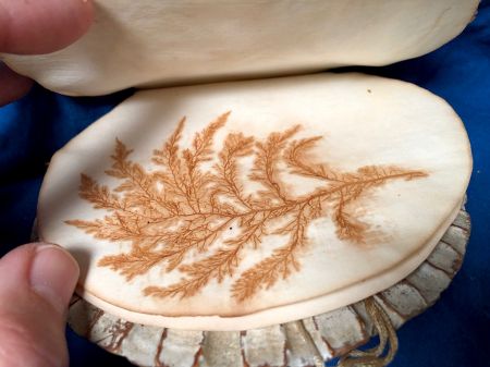 Victorian Era Scallop Shell Book with Pressed Flowers 14.jpg
