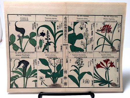 Chinese Herbal Flower Pages 1.jpg