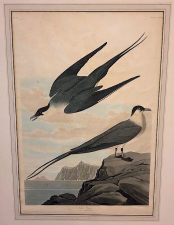 James Audubon Arctic Yager Long-tailed Jaeger Plate CCLXVII (267) 1.jpg