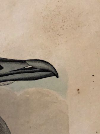 James Audubon Arctic Yager Long-tailed Jaeger Plate CCLXVII (267) 14.jpg