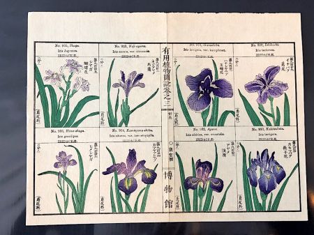 Japanese Herbal Botanical Medical Pages 17.jpg