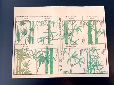 Japanese Herbal Botanical Medical Pages 4.jpg