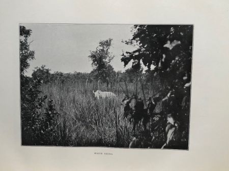 The Game of British East Africa by Capt. C. H. Stigand 1909 Published By Horace Cox Hardback Edition 14.jpg