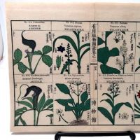 Chinese Herbal Flower Pages 1.jpg