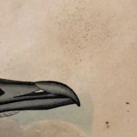 James Audubon Arctic Yager Long-tailed Jaeger Plate CCLXVII (267) 14.jpg