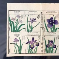 Japanese Herbal Botanical Medical Pages 17.jpg