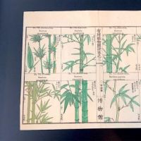 Japanese Herbal Botanical Medical Pages 4.jpg