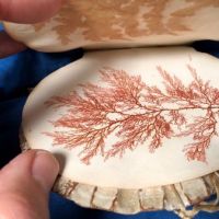 Victorian Era Scallop Shell Book with Pressed Flowers 15 (in lightbox)