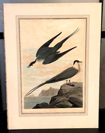 James Audubon Arctic Yager Long-tailed Jaeger Plate CCLXVII (267) 2.jpg