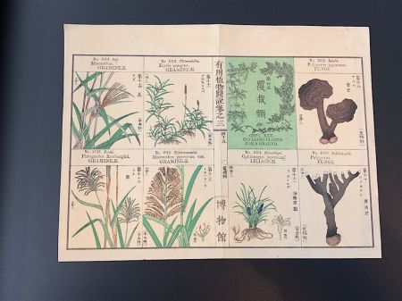 Japanese Herbal Botanical Medical Pages 5.jpg