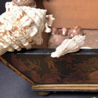 1840s Shell Collection in Victorian Decoupage Sarcophagus Box 18.jpg