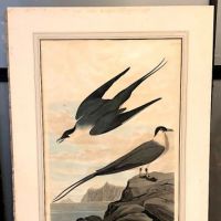 James Audubon Arctic Yager Long-tailed Jaeger Plate CCLXVII (267) 2.jpg