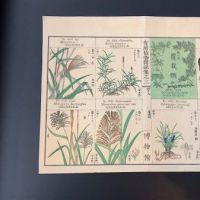 Japanese Herbal Botanical Medical Pages 5.jpg (in lightbox)