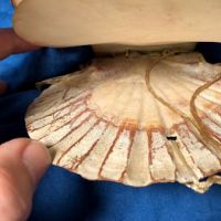 Victorian Era Scallop Shell Book with Pressed Flowers 16.jpg